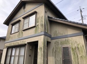 外壁に緑色や茶色のコケ、カビ、藻が繁殖し、壁全体が汚れている様子